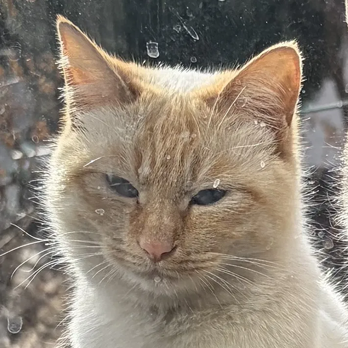 野良猫時代の写真