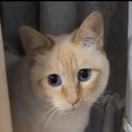 家猫になった写真