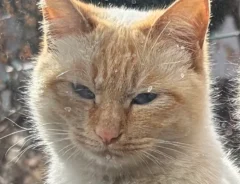 野良猫時代の写真