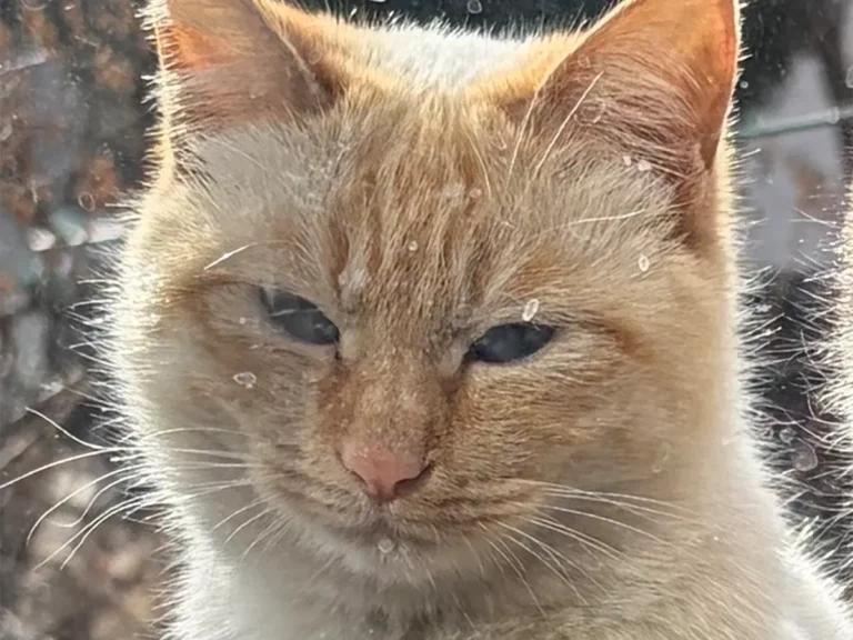 野良猫時代の写真