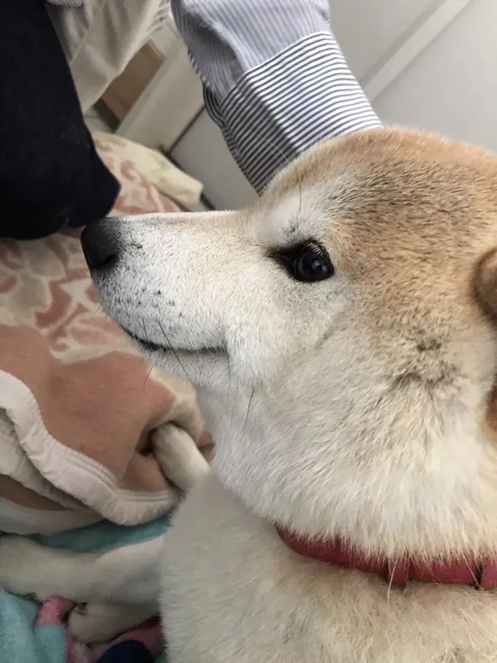 柴犬の写真①