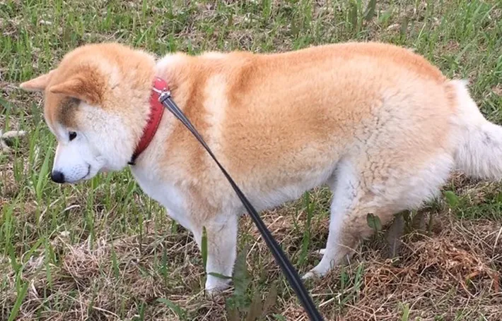 柴犬の写真②
