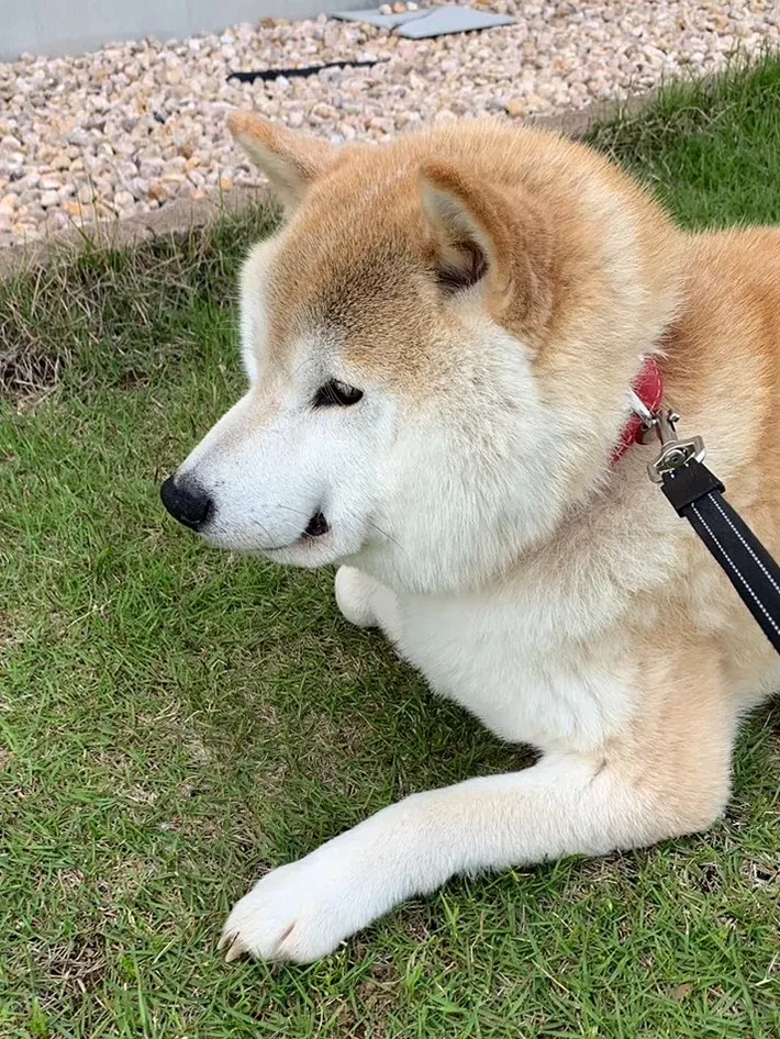 柴犬の写真③