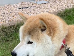 柴犬の写真