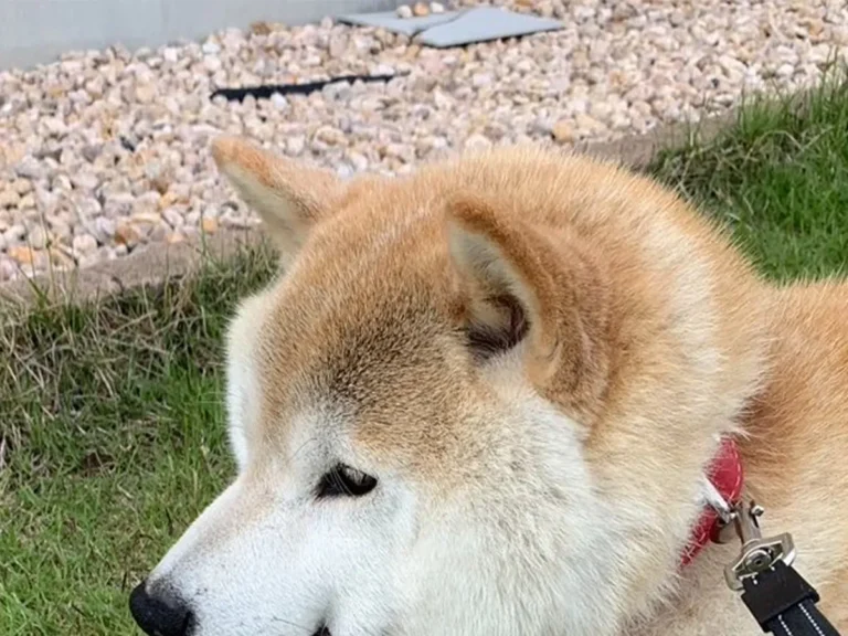 柴犬の写真