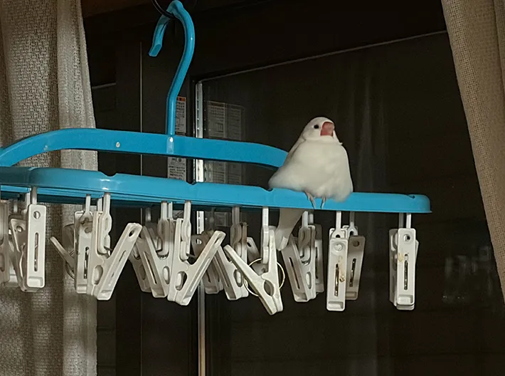 文鳥の写真