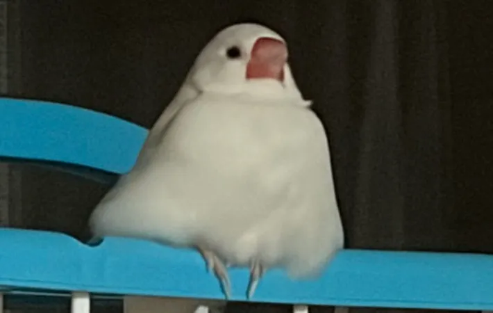 文鳥のアップ写真