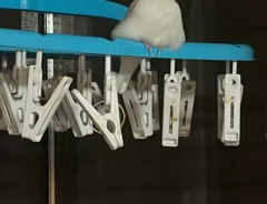 文鳥の写真