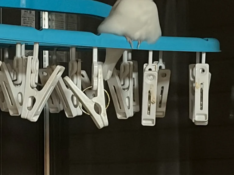 文鳥の写真