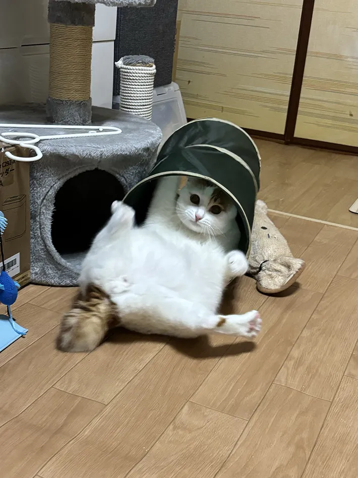 猫用のトンネルで暴れて遊ぶ猫の画像