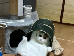 猫用のトンネルで暴れて遊ぶ猫の画像