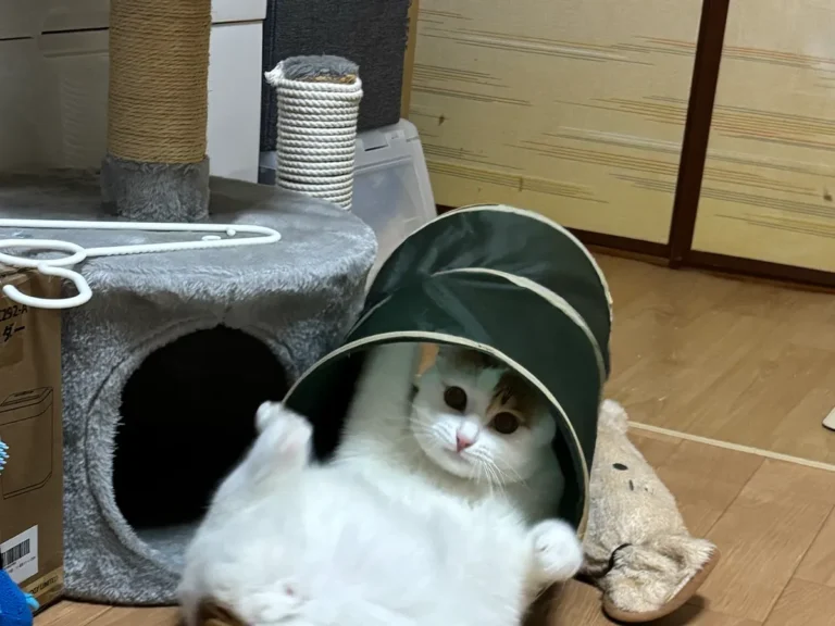 猫用のトンネルで暴れて遊ぶ猫の画像