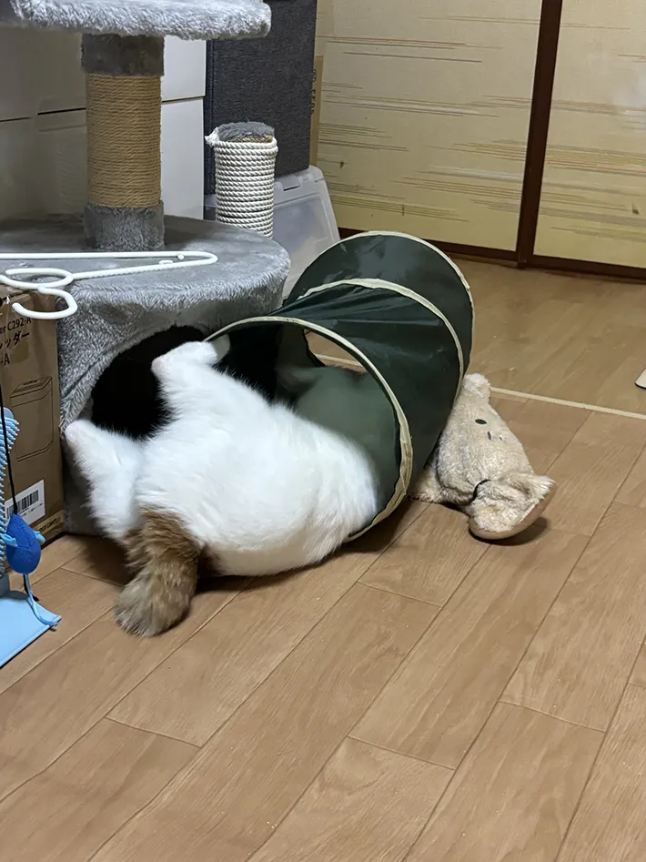猫用のトンネルで暴れて遊ぶ猫の画像