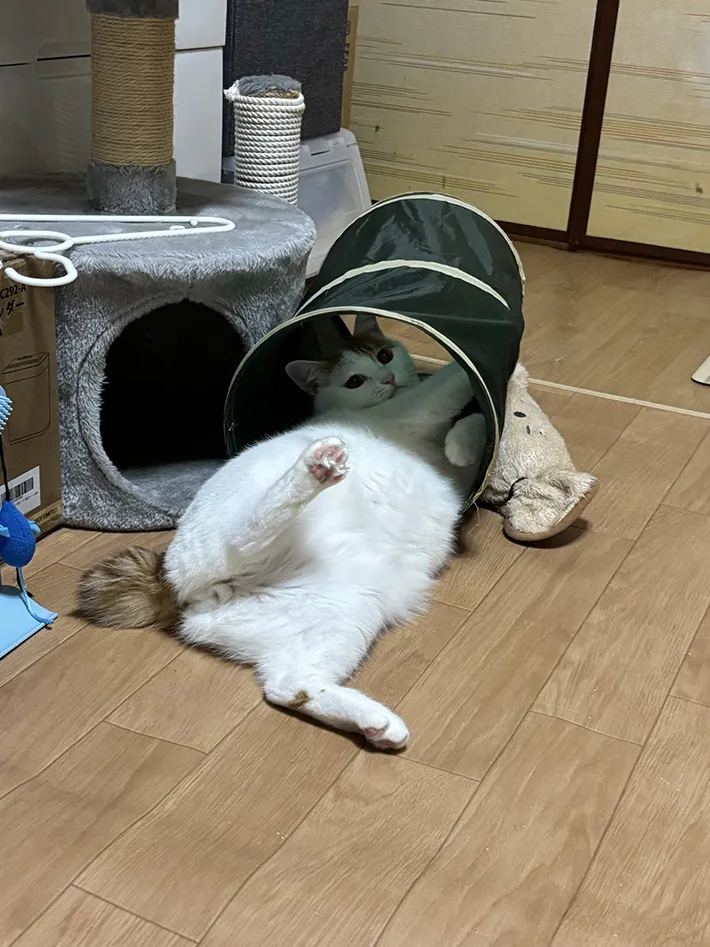 猫用のトンネルで暴れて遊ぶ猫の画像