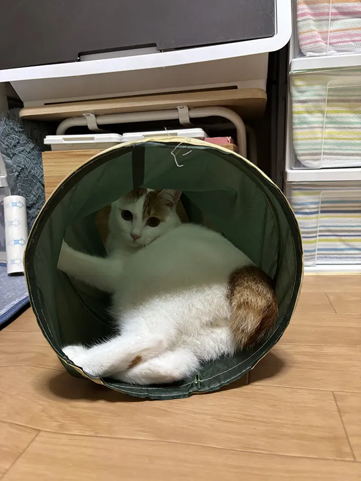 猫用のトンネルで暴れて遊ぶ猫の画像