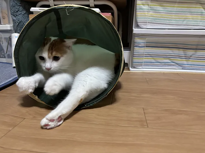 猫用のトンネルで暴れて遊ぶ猫の画像