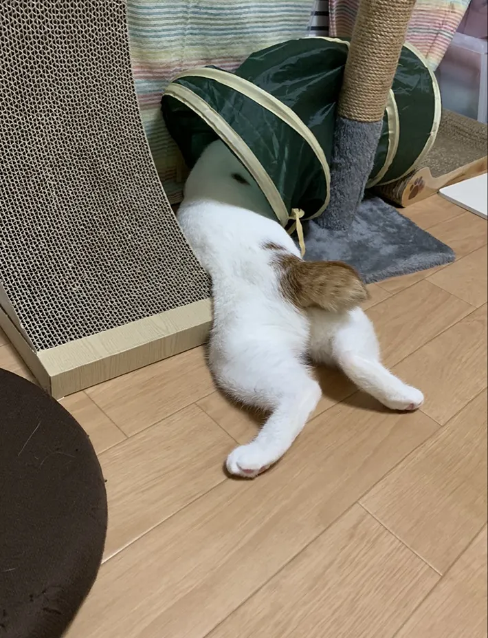 猫用のトンネルで暴れて遊ぶ猫の画像