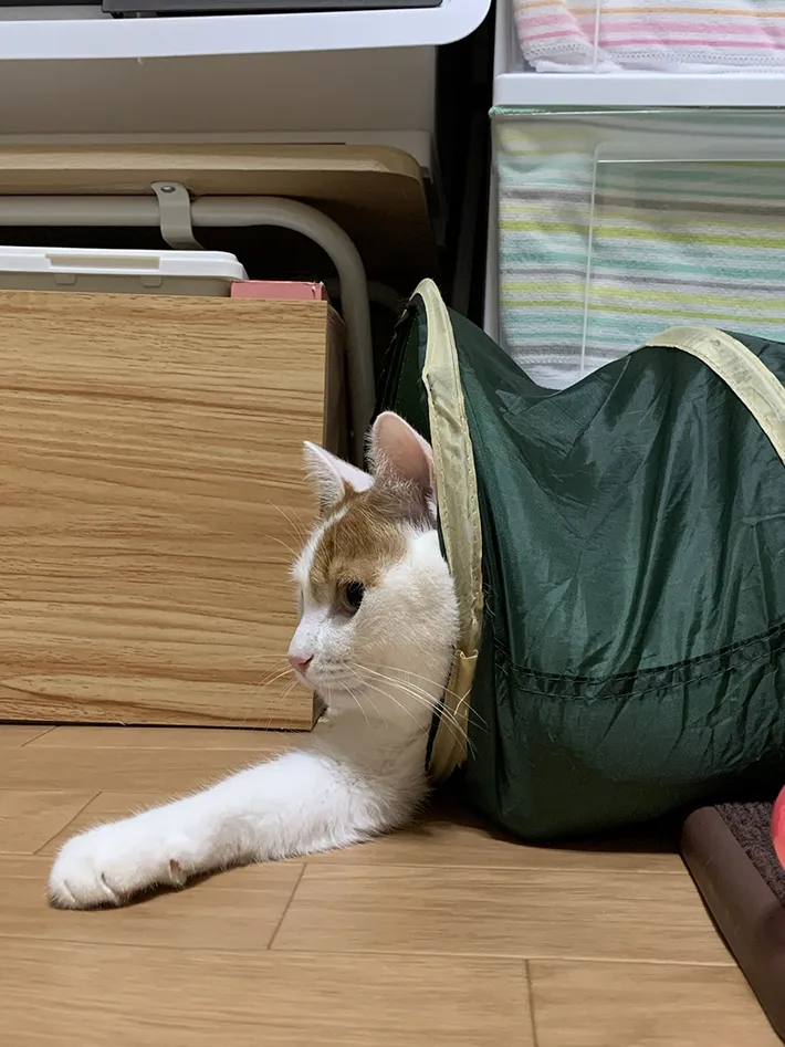 猫用のトンネルで暴れて遊ぶ猫の画像