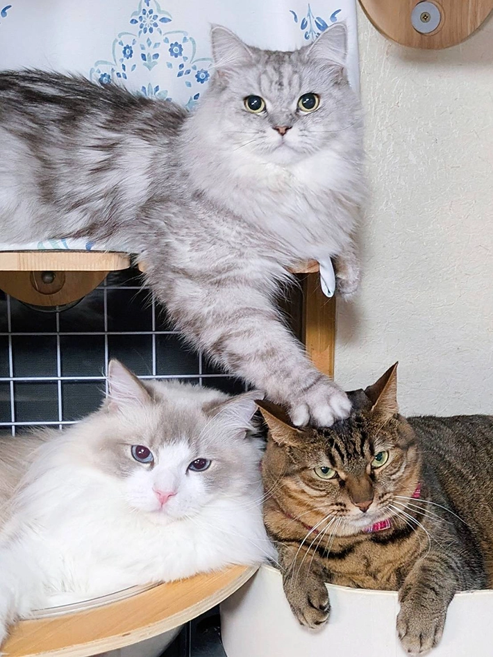 3匹の猫が写る写真