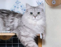 1匹の猫が写る写真