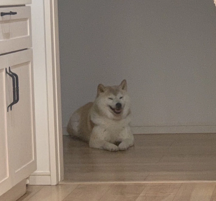 柴犬のむぎくんの画像