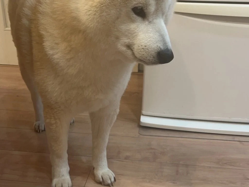 柴犬のむぎくんの画像