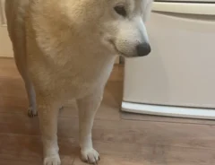 柴犬のむぎくんの画像