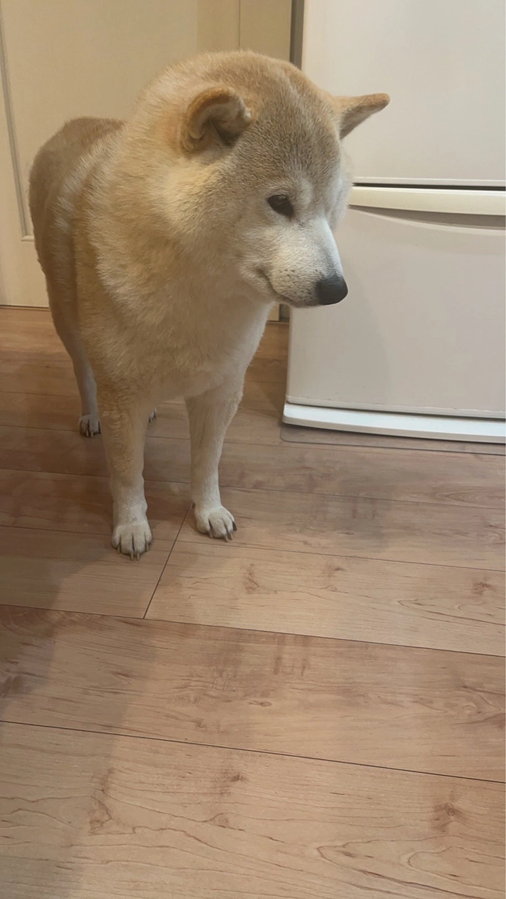 柴犬のむぎくんの画像