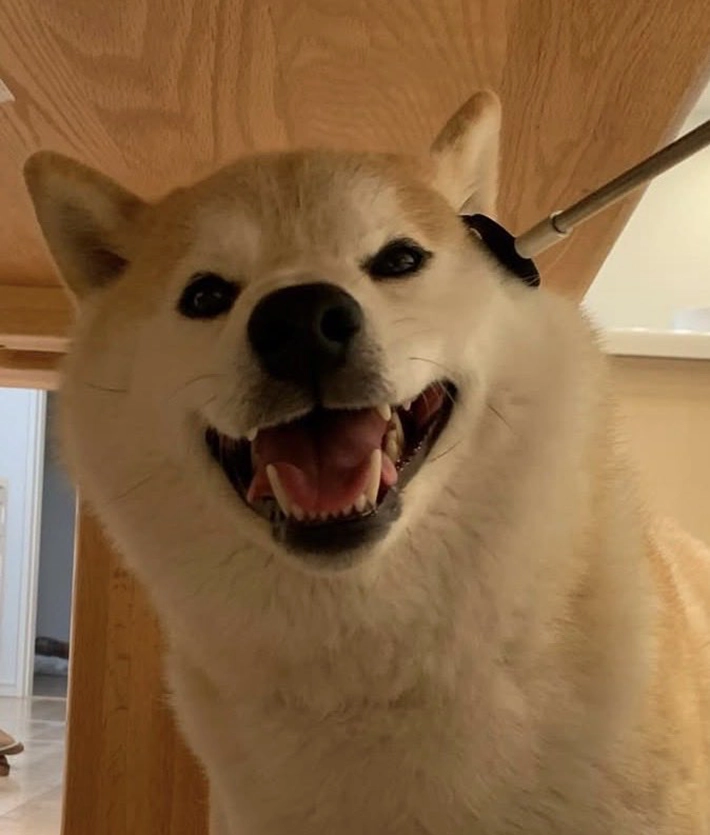 柴犬のむぎくんの画像