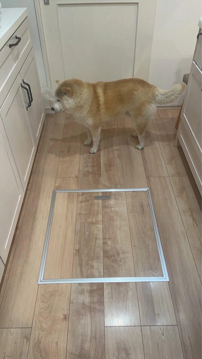 柴犬のむぎくんの画像