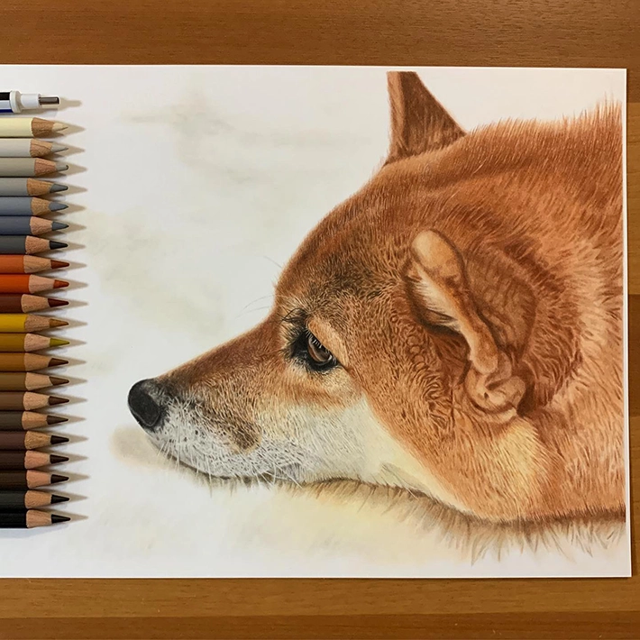 色鉛筆で描かれた柴犬の画像
