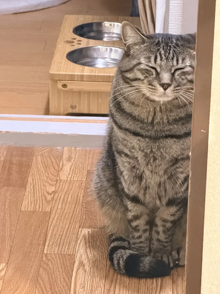 猫の写真