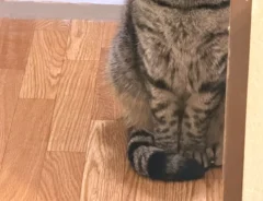 猫の写真