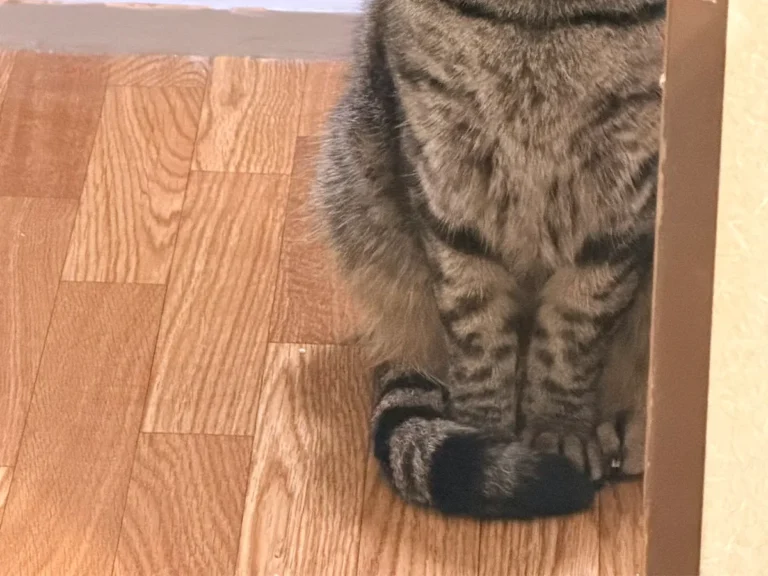 猫の写真
