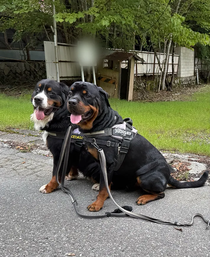 犬の写真