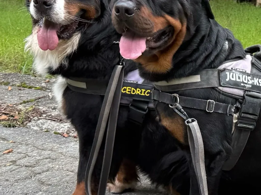 犬の写真