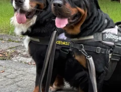 犬の写真