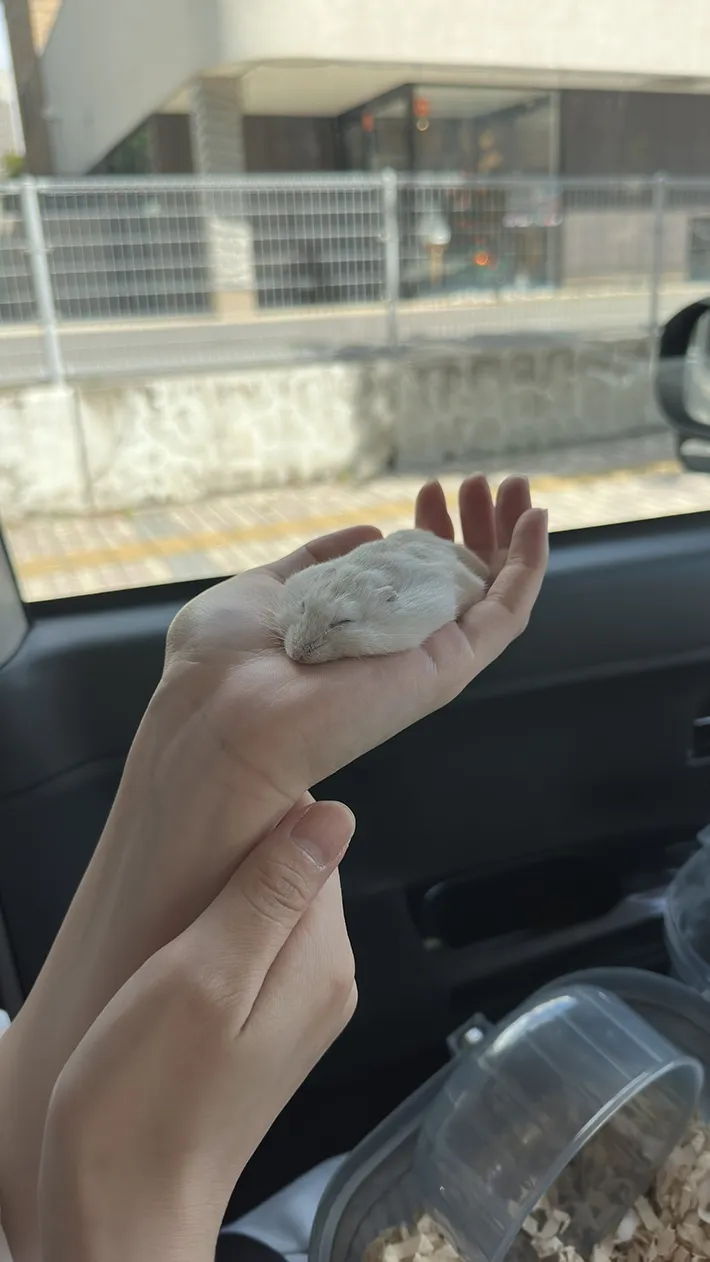 手のひらでリラックスしきったハムスターの写真