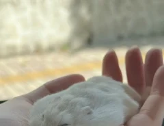 手のひらでリラックスしきったハムスターの写真