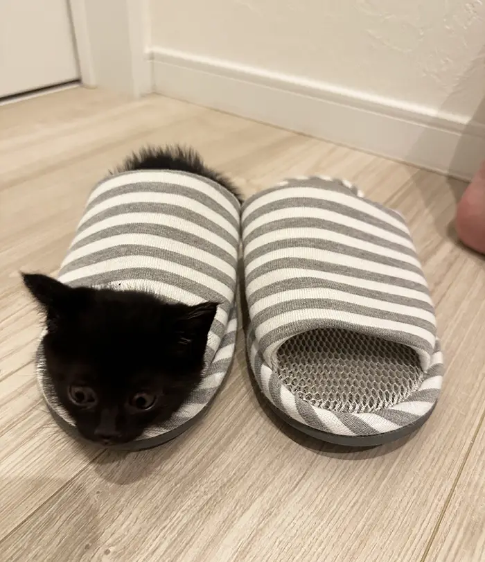 スリッパに入る黒猫の写真