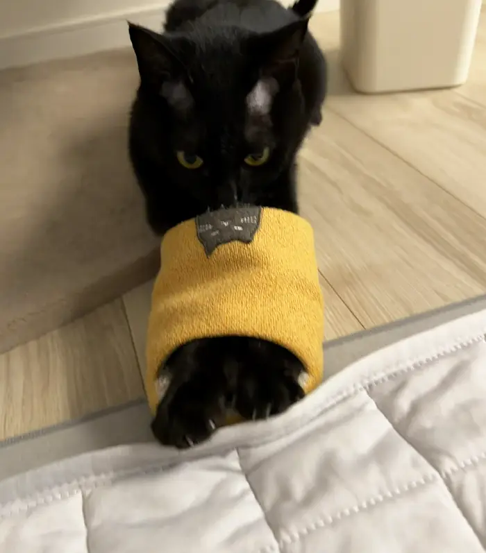 スリッパに入りたい黒猫の写真
