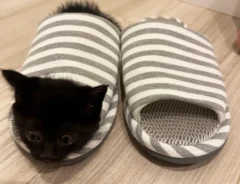 スリッパに入る黒猫の写真
