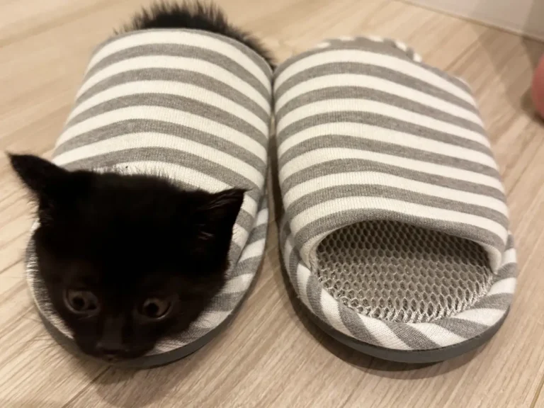 スリッパに入る黒猫の写真