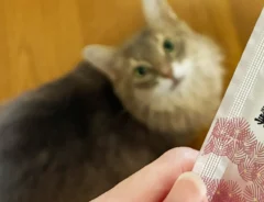 スティック状のようかんを見つめる猫の写真