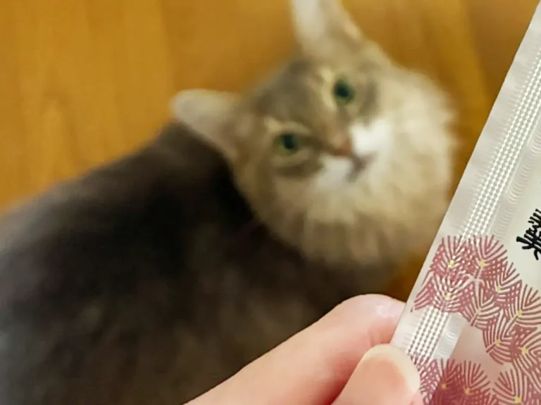 スティック状のようかんを見つめる猫の写真
