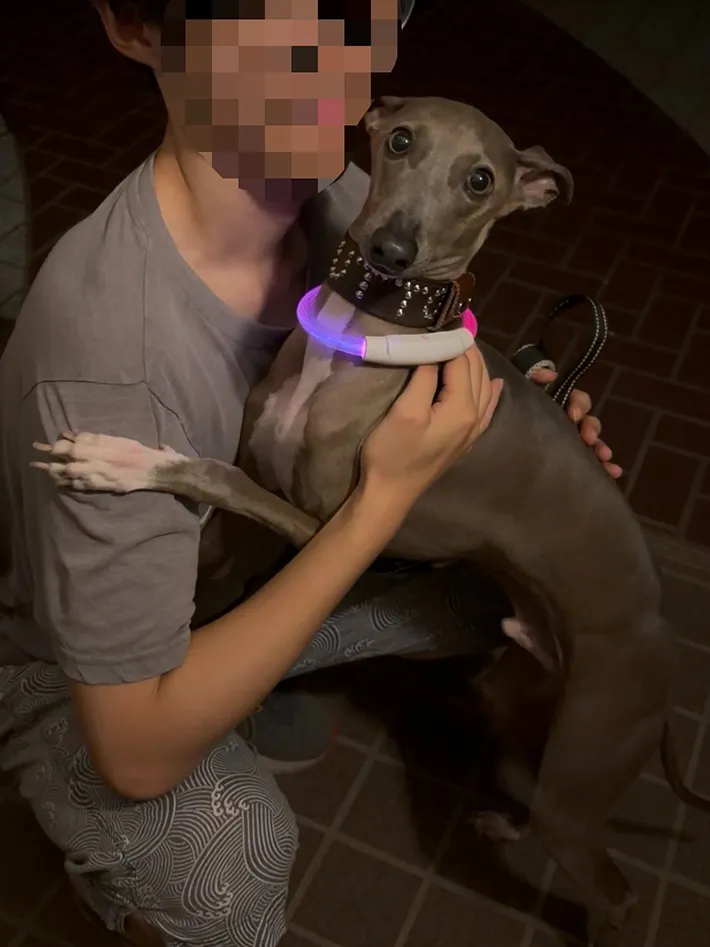 飼い主に抱きつく犬の写真