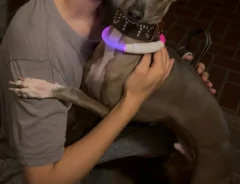 飼い主に抱きつく犬の写真
