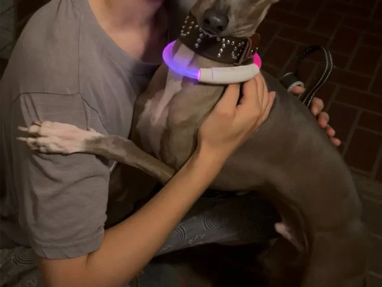 飼い主に抱きつく犬の写真