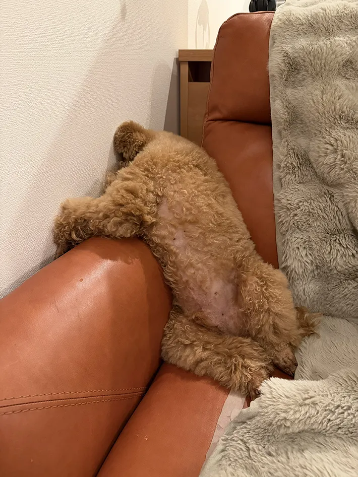落ち込むトイプードルの写真