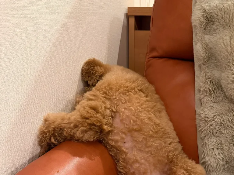 落ち込むトイプードルの写真